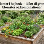 Planter i højbede idéer til grønt blomster og kombinationer